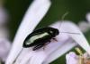 Psylliodes sp.